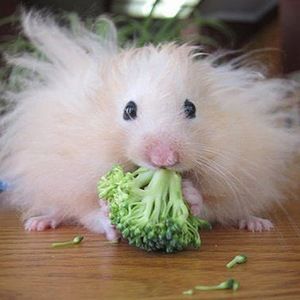 Meet your Posher, Phoebe